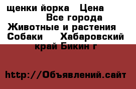 щенки йорка › Цена ­ 15 000 - Все города Животные и растения » Собаки   . Хабаровский край,Бикин г.